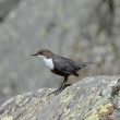 Cincle plongeur en vallée d’Ossau